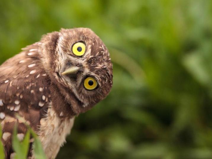 Pójdźka&#x20;ziemna&#x2c;&#x20;fot&#x2e;&#x20;shutterstock