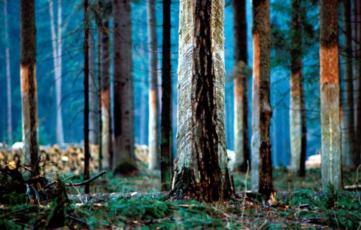 fot. Bogusław Surowiec